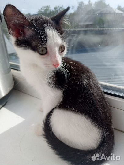 Котенок в добрые руки