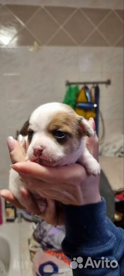 Щенки чихуахуа