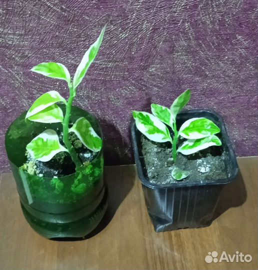 Комнатные растения