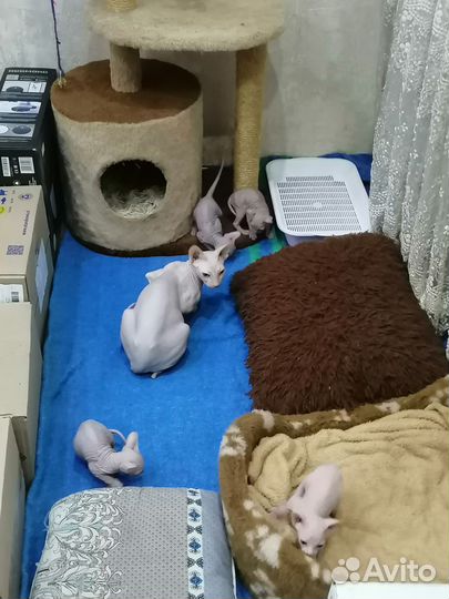 Донской сфинкс