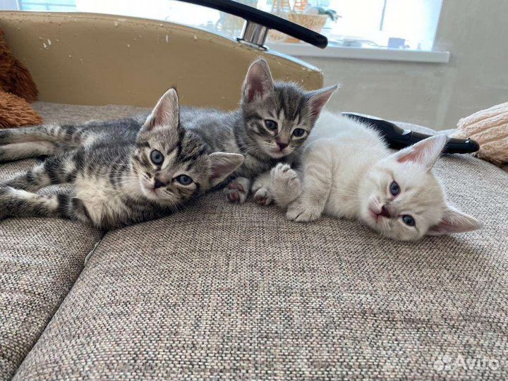 Котята в добрые руки