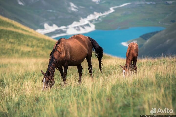 Льняное масло для лошадей 1 л