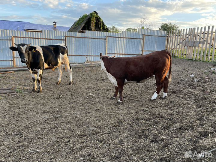 Телка герефорд 1.5 года стельная