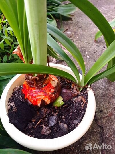 Гиппеаструм амариллис луковицы