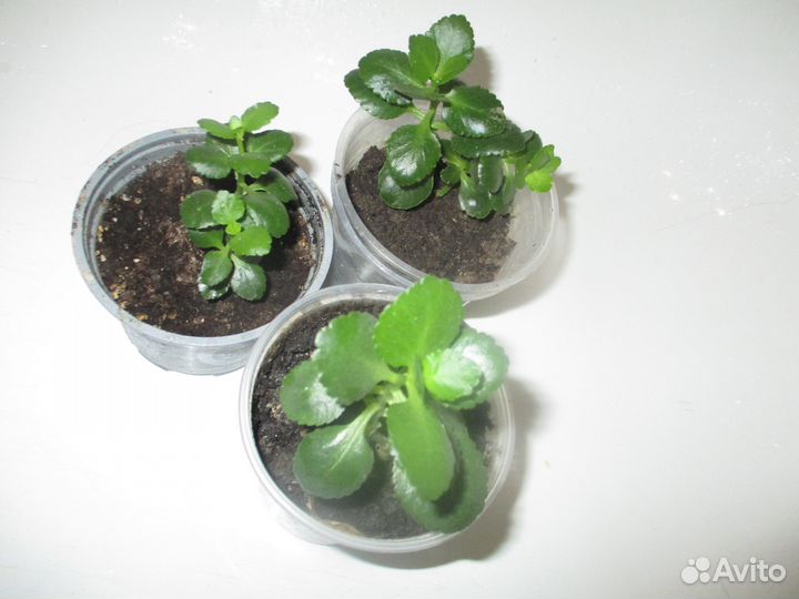 Комнатные цветы