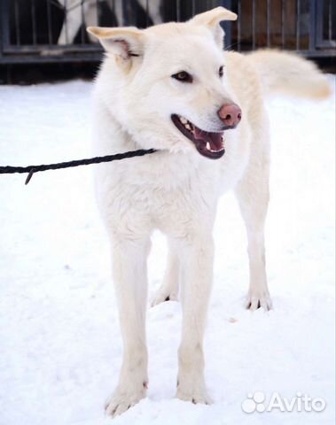 Метисы хаски ищут дом