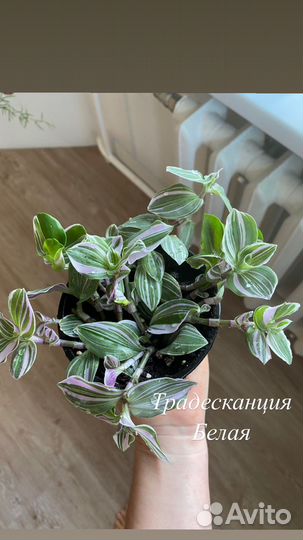 Традесканция белая