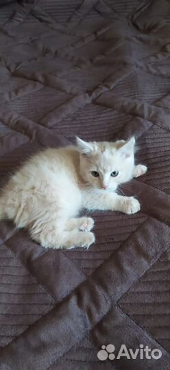 Отдам в добрые руки кошечку