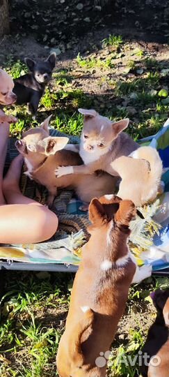 Лиловая мини Чихуахуа