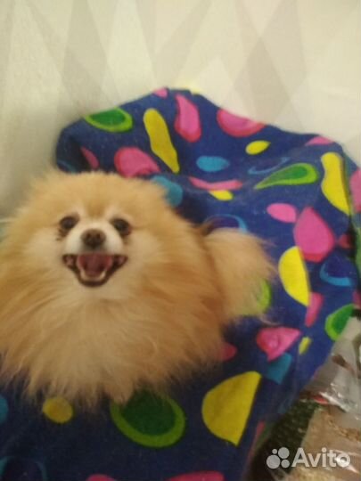 Померанский шпиц вязка кобель