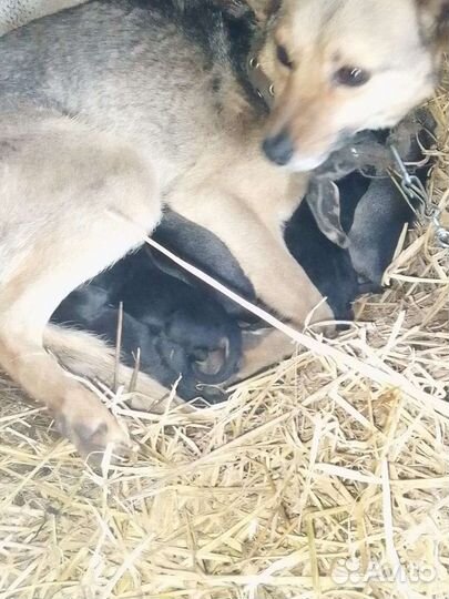 Маленькая собака в добрые руки