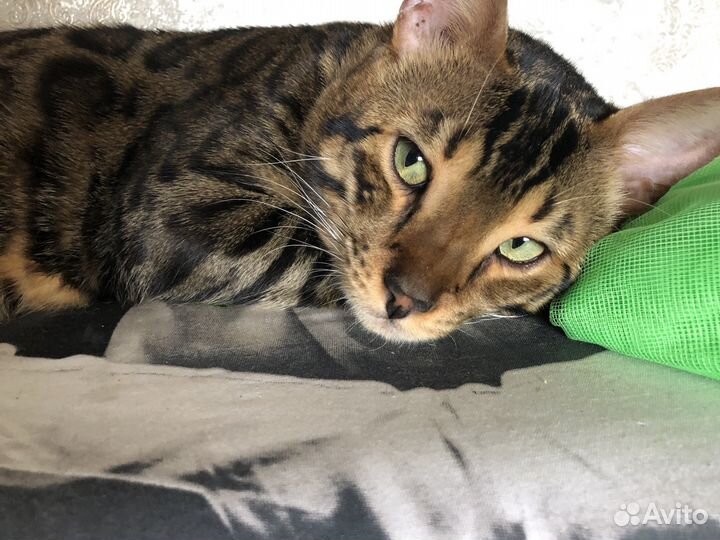 Бенгал вязка