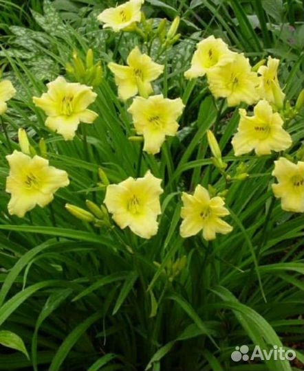 Лилейники, эхинацея