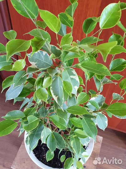 Фикус Бенджамина Бафт