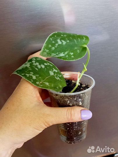 Сциндапсус