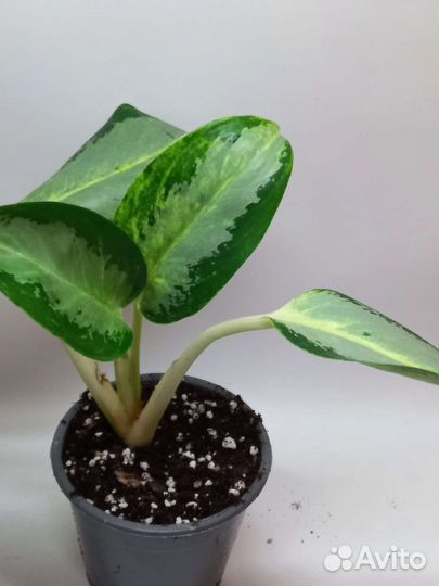 Аглаонема Сильвер бью или уши слона
