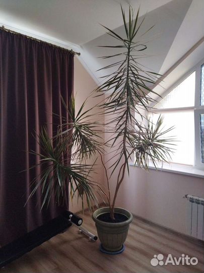 Пальма драцена маргината