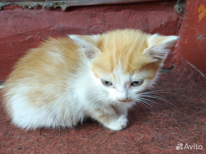 Кошки в добрые руки