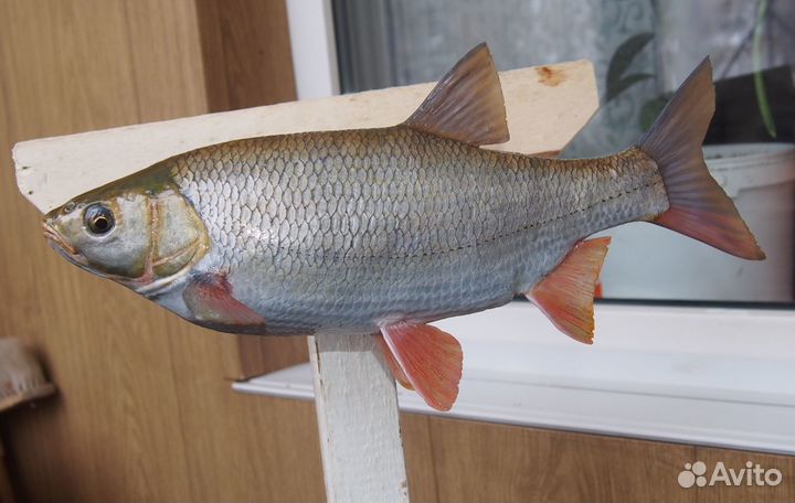 Реплики рыб