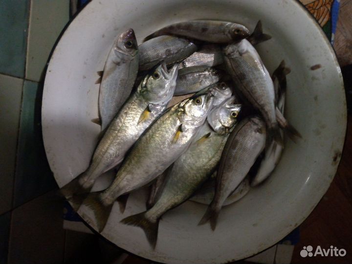 Чёрноморская рыба