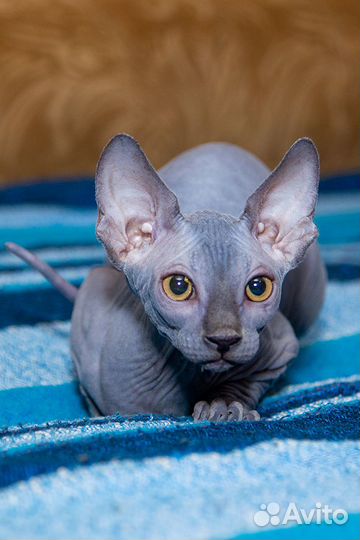 Канадский сфинкс