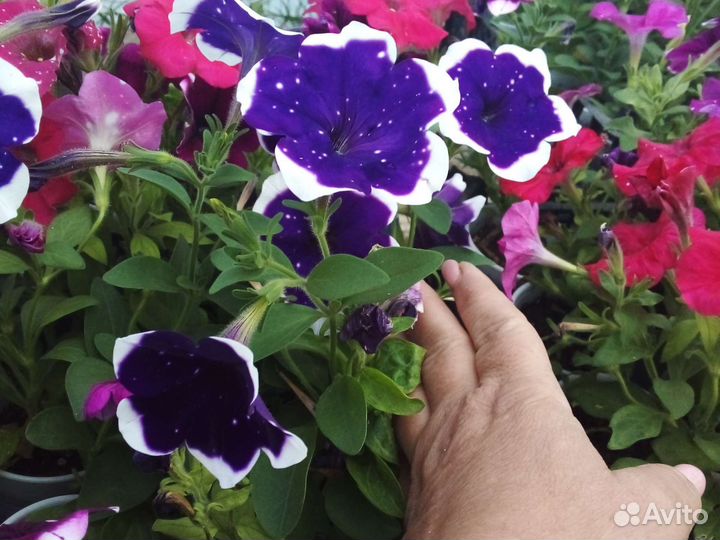 Рассада ампельных