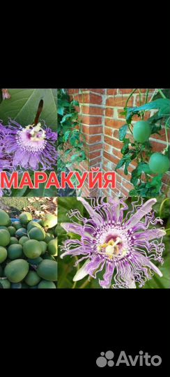 Комнатные растения цветы, лиана