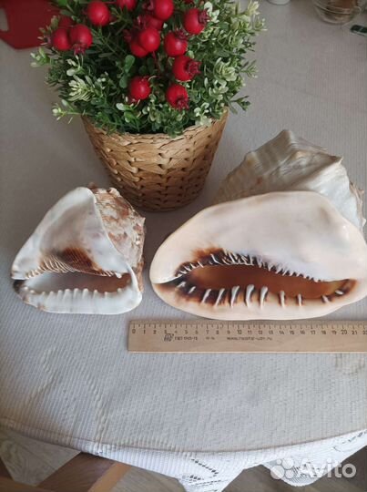 Ракушки с Кубы