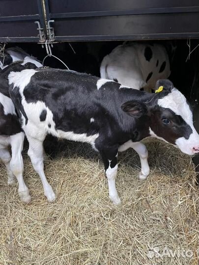 Ч Бычки и Тёлки 1-2 мес