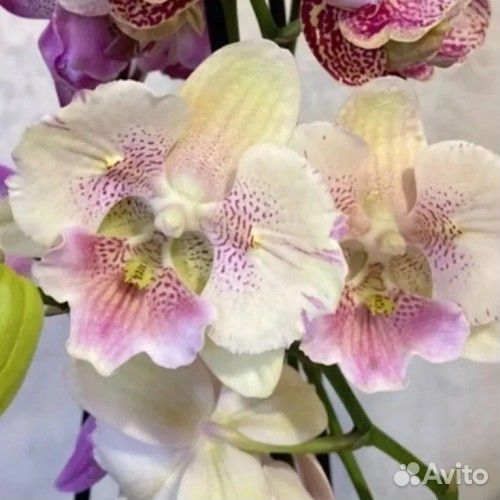 Орхидея Moonlight Sonata