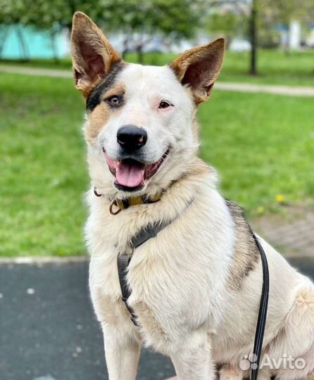 Сказочный пёс в добрые руки