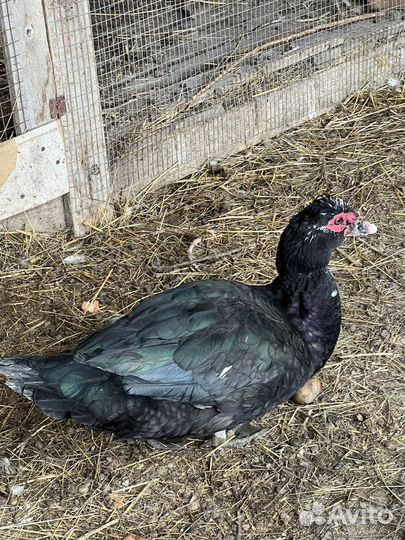 Селезни тяжелой кросс