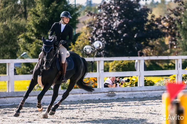 Конкурная лошадь