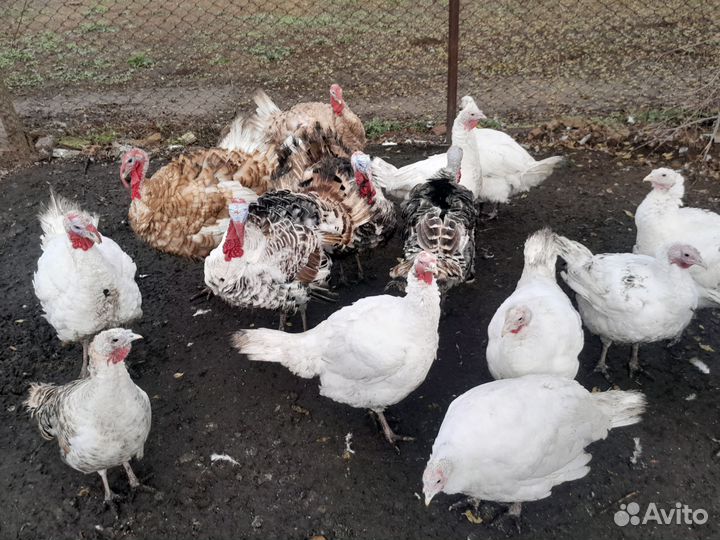 Продам индюков степные