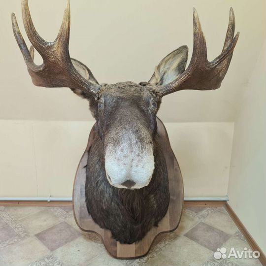 Чучело лося