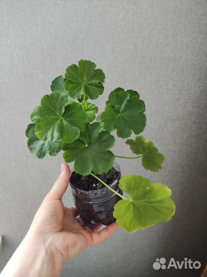 Герань пеларгония