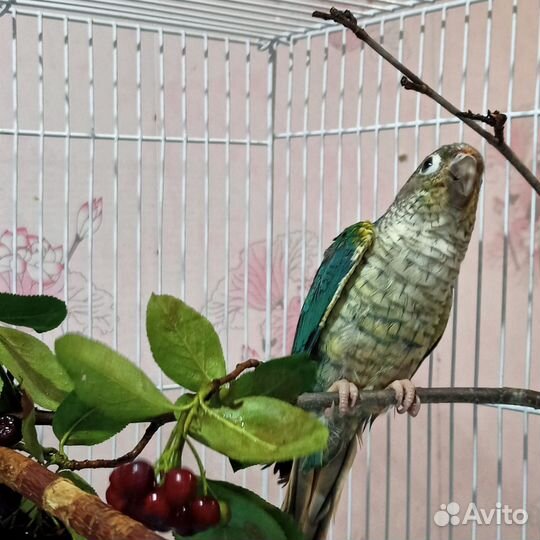 Попугай пирруры птенцы