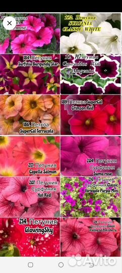 Петуния вегетативная