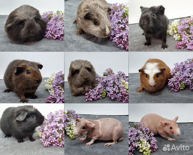 Морские свинки