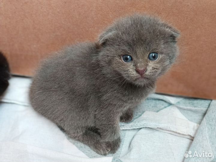 Шотландские котята