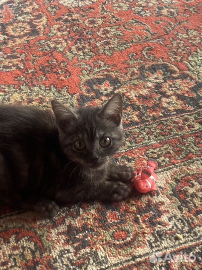 Отдам в добрые руки котенка