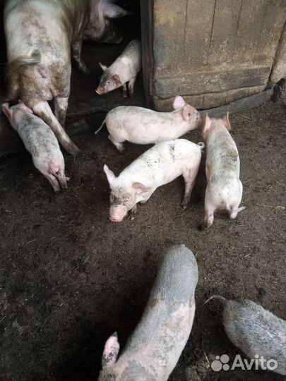 Поросята 2 месяца
