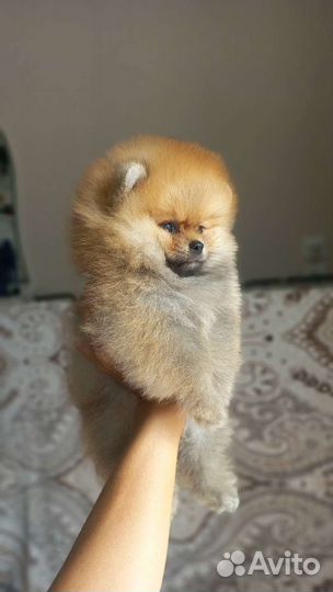 Щенки шпица