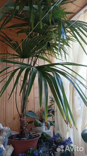 Пальма трахикарпус (вашингтония)