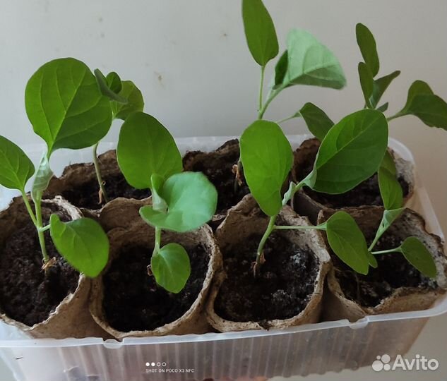 Рассада овощей, цветов