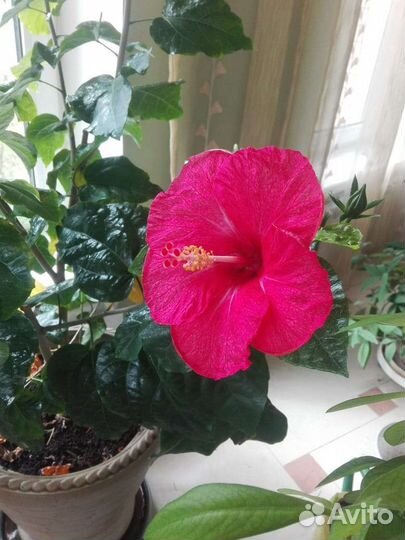 Фиалки и гибискус