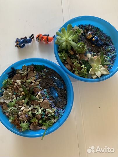 Суккуленты композиции