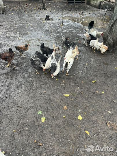 Куры домашние