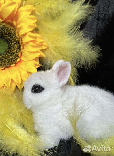 Кролик высокопородный мини