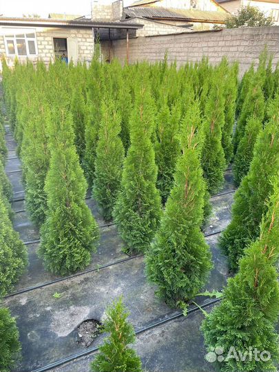 Туя смарагд